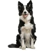 hr 2023 07 border collie0