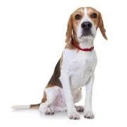hr 2024 09 beagle