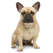 hr 2024 09 francia bulldog