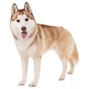 hr 2024 09 husky