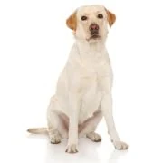hr 2024 09 labrador