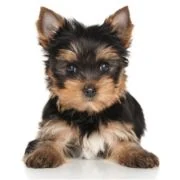 hr 2024 09 puppy Yorkshire Terrier