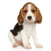 hr 2024 09 puppy beagle