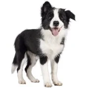 hr 2024 09 puppy border collie
