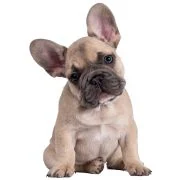 hr 2024 09 puppy francia bulldog