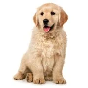 hr 2024 09 puppy golden retriever