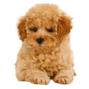 hr 2024 09 puppy uszkar