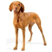 hr 2024 09 vizsla