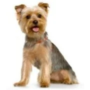 hr 2024 09 yorkshiere terrier