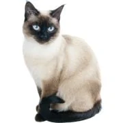 hr 2024 11 Siamese