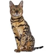 hr 2024 11 bengal cat