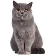 hr 2024 11 british shorthair