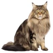 hr 2024 11 maine coon