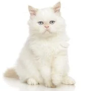 hr 2024 11 persian