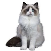 hr 2024 11 ragdoll