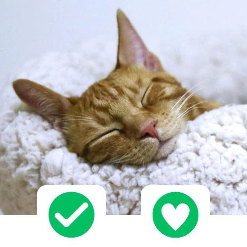 hr 2025 09 CricksyCat fejlesztve 1