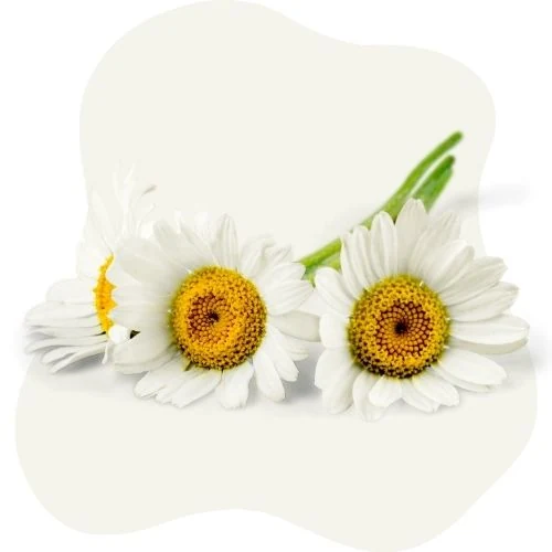 hr 2025 09 chamomile