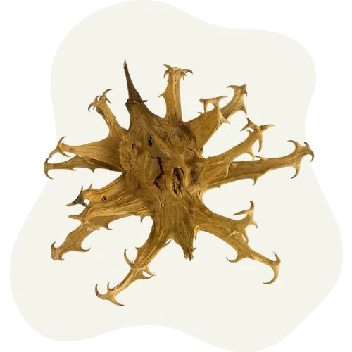 hr 2025 09 devil claw
