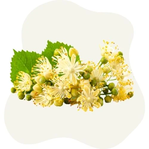 hr 2025 09 linden