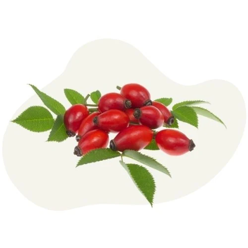 hr 2025 09 rosehip