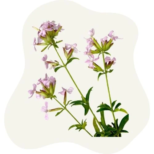 hr 2025 09 soapwort